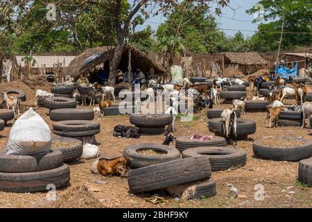 Ziegen auf einem Tiermarkt in der Nähe von Banjul, Gambia. Stockfoto