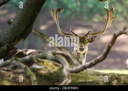 Dülmen, Deutschland. April 2020. Ein Damhirsch (dama dama) rast ruhig im Wald. Wildtiere in den lokalen Parks und schönen Orten genießt einen sonnigen und ruhigen Samstagnachmittag mit weniger als üblich Familien und Spaziergängern aus und um. Trotz des schönen Wetters scheinen sich die Besucher an die sozialen Distanzierungsregeln und -Maßnahmen zu halten. Bild: Imageplotter/Alamy Live News Stockfoto