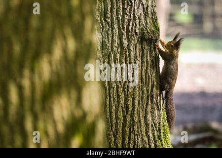 Dülmen, Deutschland. April 2020. Ein kleines eurasisches Rothörnchen (Sciurus vulgaris) hopft ungestört herum. Wildtiere in den lokalen Parks und Schönheiten Spots genießt einen sonnigen und ruhigen Samstagnachmittag mit weniger als üblich Familien und Wanderer aus und um. Trotz des schönen Wetters scheinen sich die Besucher an die sozialen Distanzierungsregeln und -Maßnahmen zu halten. Bild: Imageplotter/Alamy Live News Stockfoto