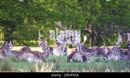 Dülmen, Deutschland. April 2020. Eine Gruppe von Damhirschen (dama dama) ruhen ruhig im Wald. Wildtiere in den lokalen Parks und Schönheiten Spots genießt einen sonnigen und ruhigen Samstagnachmittag mit weniger als üblich Familien und Wanderer aus und um. Trotz des schönen Wetters scheinen sich die Besucher an die sozialen Distanzierungsregeln und -Maßnahmen zu halten. Bild: Imageplotter/Alamy Live News Stockfoto