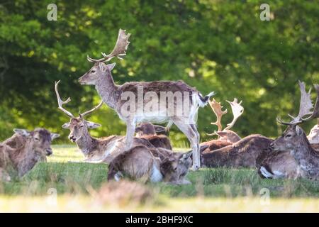 Dülmen, Deutschland. April 2020. Eine Gruppe von Damhirschen (dama dama) ruhen ruhig im Wald. Wildtiere in den lokalen Parks und Schönheiten Spots genießt einen sonnigen und ruhigen Samstagnachmittag mit weniger als üblich Familien und Wanderer aus und um. Trotz des schönen Wetters scheinen sich die Besucher an die sozialen Distanzierungsregeln und -Maßnahmen zu halten. Bild: Imageplotter/Alamy Live News Stockfoto