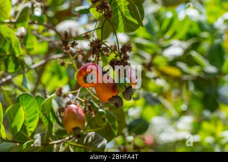 Cashew Baum mit Früchten und Nüssen im Makasutu Cutlure Wald in Gambia. Stockfoto