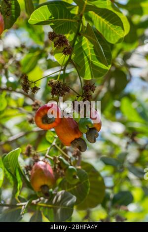 Cashew Baum mit Früchten und Nüssen im Makasutu Cutlure Wald in Gambia. Stockfoto