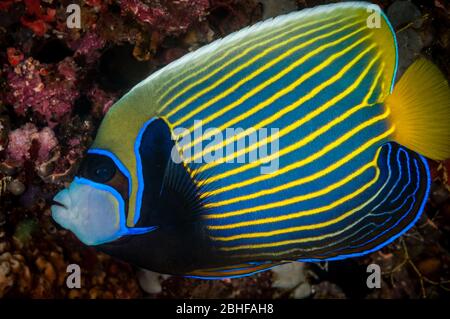 Leuchtende Farben eines Kaiserengeldes (Pomacanthus Imperator) auf den Malediven Stockfoto