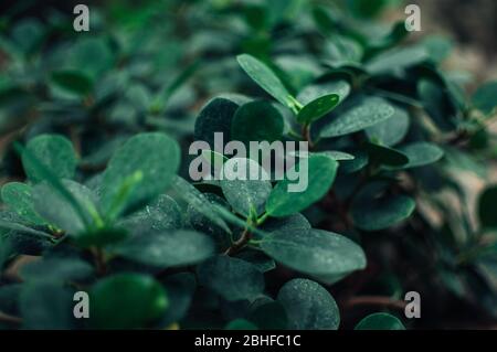 Crassula Ovata Jade Sukkulente, Jade Pflanze, Freundschaft Baum, glückliche Pflanze, oder Geld Baum. Blätter einer immergrünen Pflanze. Natürlicher Hintergrund von Blättern Stockfoto