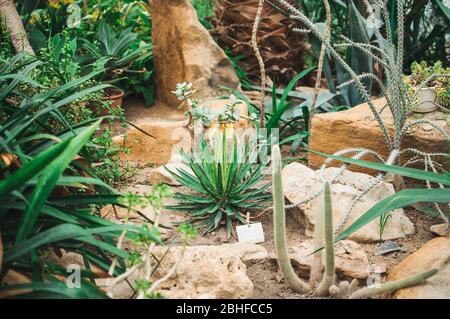 Eine Sammlung von Succulenten, Kakteen, Echeveria kalanchoe und saftigen Hauspflanzen. Sukkulenten werden in Gewächshäusern in der Sonne angebaut. Innenanlage Stockfoto