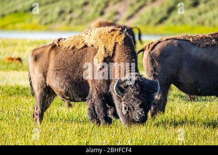 Bison grasen entlang des Yellowstone River im Yellowstone National Park in Wyoming. Stockfoto