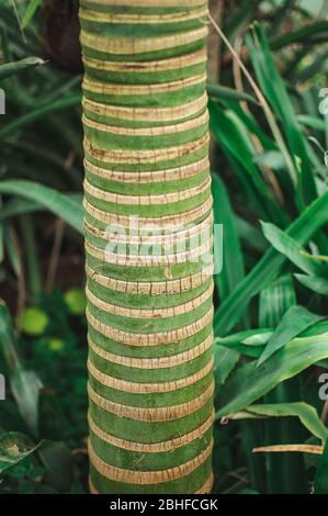 Struktureller grüner Stamm einer jungen Palme. Das Konzept von Natur und Gartenarbeit. Stockfoto