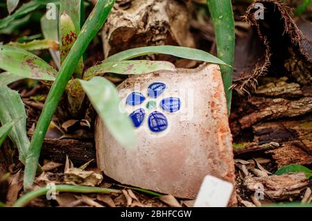 Zerbrochener Tontopf auf dem Boden in der Nähe der grünen Blätter einer tropischen Pflanze in einem botanischen Garten. Stockfoto