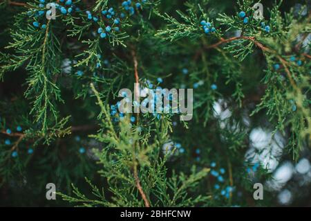 Kreatives Layout von Ästen aus blauem Wacholder mit Beeren. Immergrüne Nadelzierpflanze für den Garten. Design Vorlage für Weihnachtsferien Stockfoto