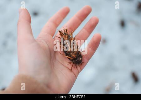 Pseudotsuga menziesii ein ungewöhnlicher Kegel eines kegelförmigen Thomas liegt im Winter in der Mädchenhand. Stockfoto