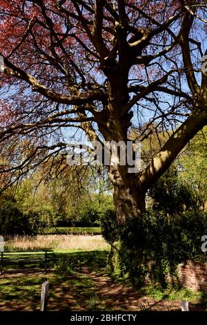 Alte Kupferbuche, die an einem Frühlingstag Schatten wirft, Hedon, East Yorkshire, England Stockfoto