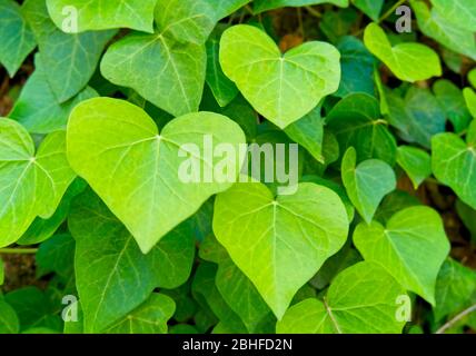 Hintergrund mit herzförmigen Blättern. Herzförmige grüne Blätter Kletterpflanzen Kuh-Wein Efeu die am meisten gesiebte Waldpflanze wächst in der Wildnis Stockfoto