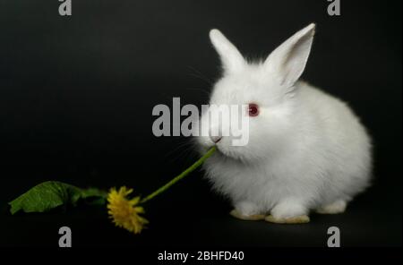 Schöne weiße Baby Kaninchen essen Löwenzahn Blume auf schwarzem Hintergrund. Stockfoto
