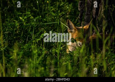 Ein Rotfuchs liegt heimlich im Unterholz des Yellowstone National Park in Wyoming. Stockfoto