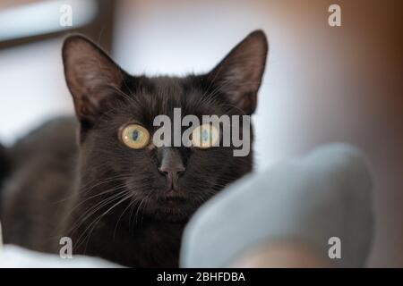 Schöne schwarze Katze, die direkt auf die Kamera in einem gut beleuchteten hellen Raum schaut Stockfoto