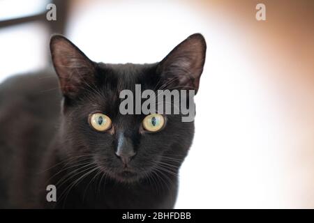 Schöne schwarze Katze, die direkt auf die Kamera in einem gut beleuchteten hellen Raum schaut Stockfoto