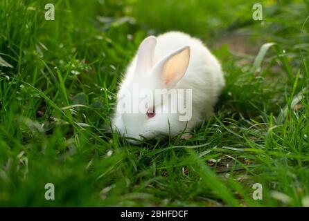 Schönes weißes, flauschiges Kaninchen, das im grünen Gras spielt Stockfoto