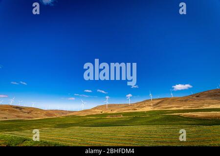 Windmühlen in einem Feld entlang des Columbia River Gorge an der Grenze zwischen Washington und Oregon. Stockfoto