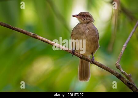 Strähnige Bulbul - Pycnonotus blanfordi die Bulbul Familie der Singvögel, gefunden von Thailand und Malaiische Halbinsel bis Süd-Indochina, natura Stockfoto