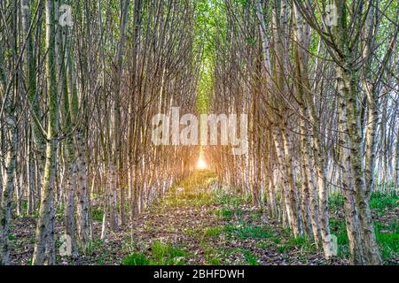 Baumreihen im Wald, die vom Menschen zur Wiederherstellung der Natur gepflanzt wurden Stockfoto