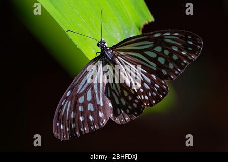 Dark Glassy Tiger - Parantica agleoides Asian Butterfly in Indien gefunden, die zu den Krähen und Tigern gehört, das heißt, die Danaid-Gruppe der Pinsel-fo Stockfoto