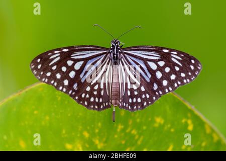 Dark Glassy Tiger - Parantica agleoides Asian Butterfly in Indien gefunden, die zu den Krähen und Tigern gehört, das heißt, die Danaid-Gruppe der Pinsel-fo Stockfoto