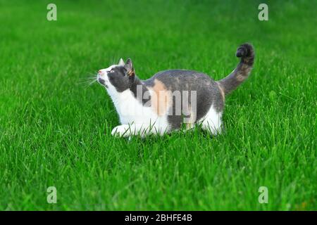 Drei farbige Katze spielt im hellen grünen Gras im Sommer draußen. Stockfoto