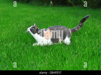 Drei farbige Katze spielt im hellen grünen Gras im Sommer draußen. Stockfoto