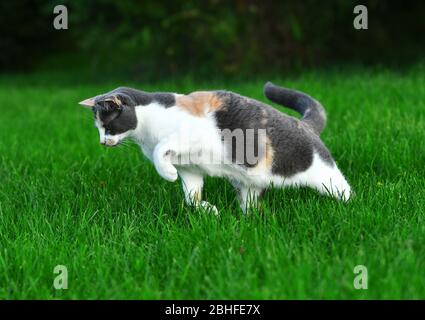 Drei farbige Katze spielt im hellen grünen Gras im Sommer draußen. Stockfoto