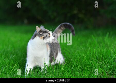 Drei farbige Katze spielt im hellen grünen Gras im Sommer draußen. Stockfoto