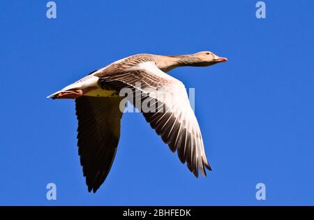 Fliegende Graugans vor blauem Himmel Stockfoto