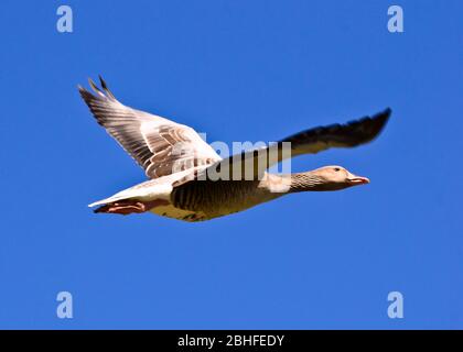 Fliegende Graugans vor blauem Himmel Stockfoto