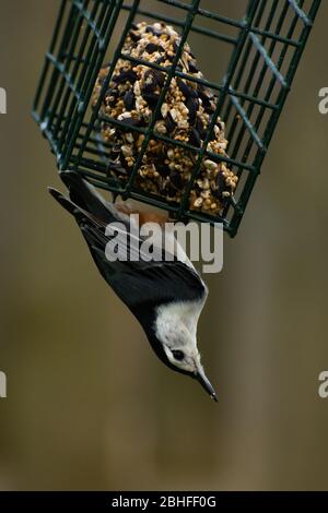 Weißreiher Nuthatch auf Gartenvogel Futterhäuschen. Peru, Illinois. Stockfoto