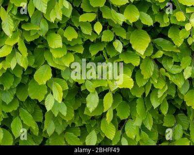 Hecke aus frischer grüner Buche, Blätter im Frühjahr, Nahaufnahme. Hintergrund. Fagus sylvatica. Stockfoto