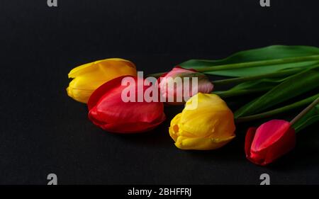 Frische rote und gelbe Tulpen auf dunkelschwarzem Hintergrund Stockfoto