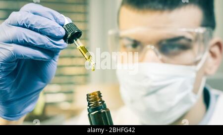 Untersuchen von Cannabis cbd thc Öl in Händen von Medizinern im pharmazeutischen Labor mit Maske und Handschuhen. Stockfoto