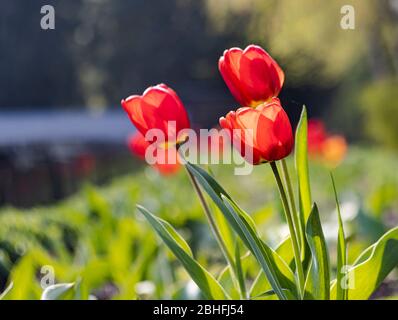 Rote Tulpen in der Sonne auf einem grünen Hintergrund Stockfoto