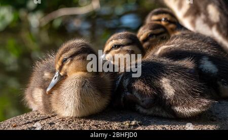 Frisch geschlüpfte Entchen am Ententeich im Pinner Memorial Park, Pinner, Middlesex, im Nordwesten Londons, Großbritannien, fotografiert an einem sonnigen Frühlingstag. Stockfoto