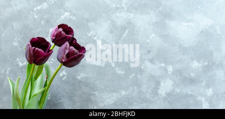 Bouquet von drei lila-schwarzen Tulpen Black Prince auf der linken Seite des grauen Betonhintergrunds. Stockfoto