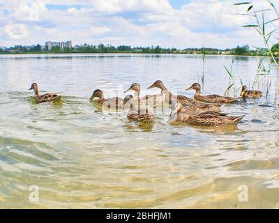 Die Stockente oder Wildente Anas platyrhynchos. Ente mit Jungen auf Ast im Wasser liegend. Lokaler Tourismus Stockfoto