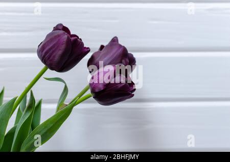 Bouquet von drei lila-schwarzen Tulpen Königin der Nacht auf der linken Seite von weißem Holzhintergrund. Platz für Text. Stockfoto