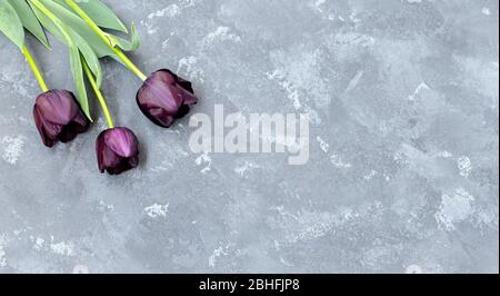 Blumenstrauß aus drei lila-schwarzen Tulpen Schwarzer Prinz auf der linken oberen Seite des grauen Betonhintergrunds. Platz für Text. Stockfoto