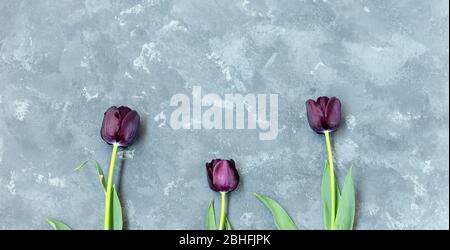Drei einzelne lila-schwarze Tulpen Black Prince auf dem Grund des grauen Betonhintergrunds. Platz für Text kopieren. Stockfoto