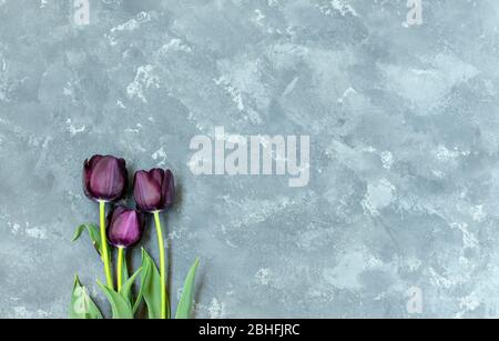 Bouquet von drei lila-schwarzen Tulpen Black Prince auf der linken Seite des grauen Betonhintergrunds. Stockfoto