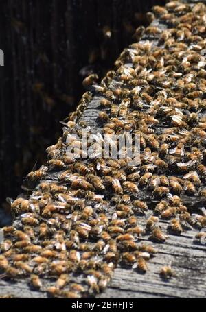 Ein Schwarm Honigbienen (APIs mellifera) sammelte sich auf einem Holzsteg in der Nähe des Elkhorn Slough in Kalifornien Stockfoto