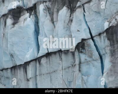 Schwarzgesichtige Ibisse (Theristicus melanopis), die am Perito Moreno Gletscher in Argentiniens patagonien fliegen Stockfoto