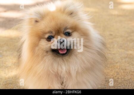 Niedlicher pommerscher Hund, netter lustiger Welpe, der die Kamera anschaut. Nahaufnahme des Hochformatfotos Stockfoto