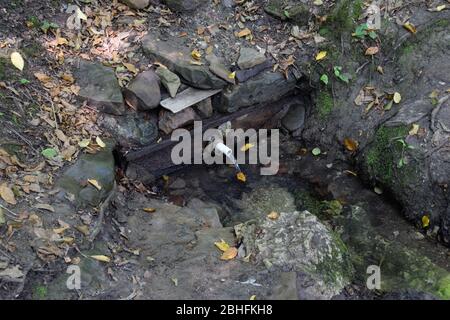 Ein Schlauch in die Feder für die Bequemlichkeit eines Satzes von Trinkwasser eingesetzt. Schapsug-Wald, Schapsugskaya-Dorf. Stockfoto