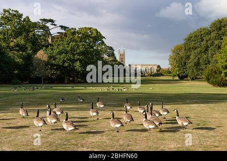 Herde von Kanadagänsen auf dem Gelände der Warwick Castle Gardens, Warwickshire, Großbritannien. Im Hintergrund ist die Kirche St. Marys Warwick zu sehen Stockfoto